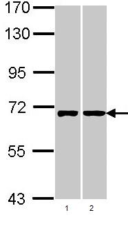 Western blot - Anti-RIC8A antibody (AB97808), expandable thumbnail