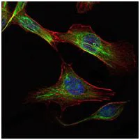 Immunocytochemistry/ Immunofluorescence - Anti-RICTOR antibody [7B3] (AB104838)
