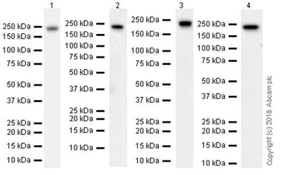 Western blot - Anti-RICTOR antibody [EPR22008] (AB219950)