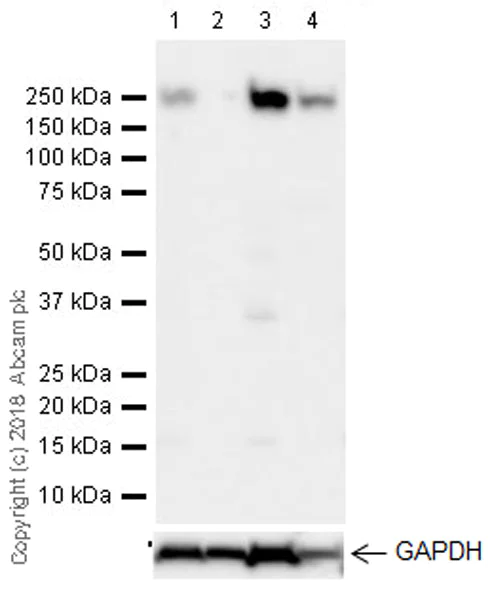 Western blot - Anti-RICTOR antibody [EPR22008] (AB219950)