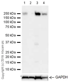 Western blot - Anti-RICTOR antibody [EPR22008] - BSA and Azide free (AB235843)