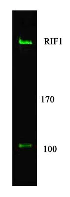 Western blot - Anti-Rif1 antibody (AB13422)