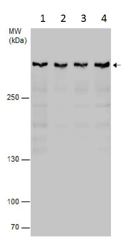 Western blot - Anti-Rif1 antibody (AB229632)