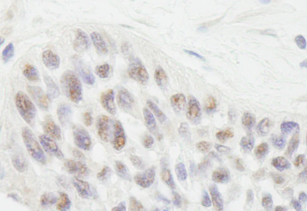 Immunohistochemistry (Formalin/PFA-fixed paraffin-embedded sections) - Anti-Rif1 antibody (AB70254)
