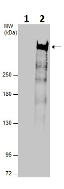Immunoprecipitation - Anti-Rif1 antibody - C-terminal (AB229656)