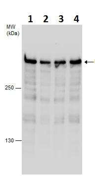 Western blot - Anti-Rif1 antibody - C-terminal (AB229656)