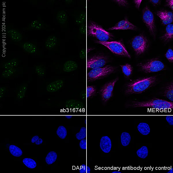 Immunocytochemistry/ Immunofluorescence - Anti-Rif1 antibody [EPR27131-83] - BSA and Azide free (AB316749)