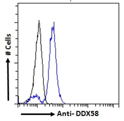 Anti-RIG-I/DDX58 antibody (ab238254) | Abcam