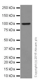 Western blot - Anti-RIG-I/DDX58 antibody [EPR18629] (AB180675)