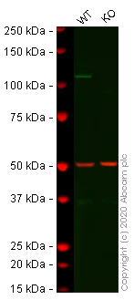 Western blot - Anti-RIG-I/DDX58 antibody [EPR18629] - BSA and Azide free (AB240230)