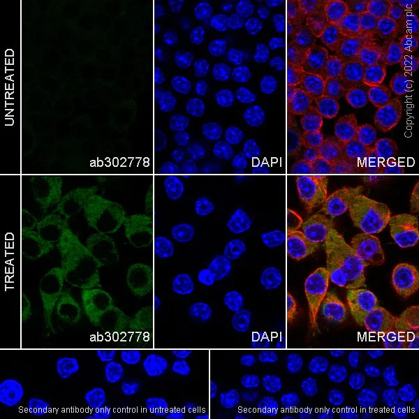 Immunocytochemistry/ Immunofluorescence - Anti-RIG-I/DDX58 antibody [EPR26465-40] (AB302778)