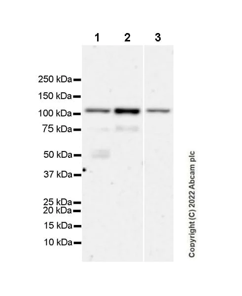 Western blot - Anti-RIG-I/DDX58 antibody [EPR26465-40] (AB302778)