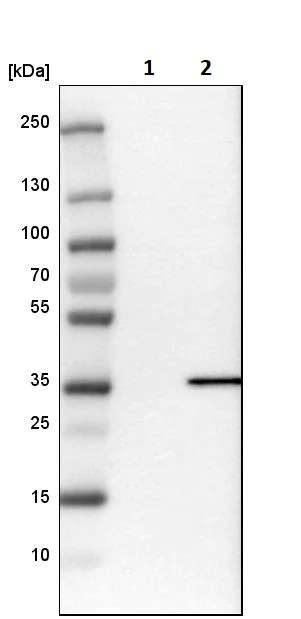 Western blot - Anti-RIL antibody (AB251701)