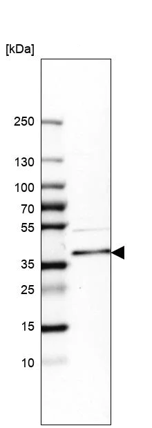 Western blot - Anti-RIL antibody (AB251701)