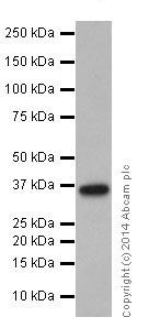 Western blot - Anti-RIL antibody [EPR16199] (AB197026), expandable thumbnail