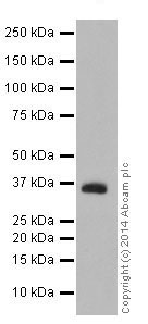 Western blot - Anti-RIL antibody [EPR16199] (AB197026), expandable thumbnail