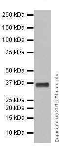 Western blot - Anti-RIL antibody [EPR16199] - BSA and Azide free (AB251233), expandable thumbnail