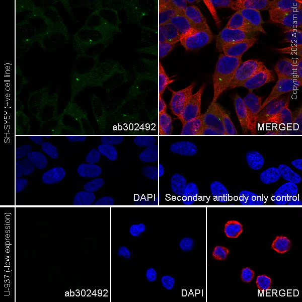 Immunocytochemistry/ Immunofluorescence - Anti-RILPL1 antibody [MJF-R41-21] (BSA and Azide free) (AB302493)