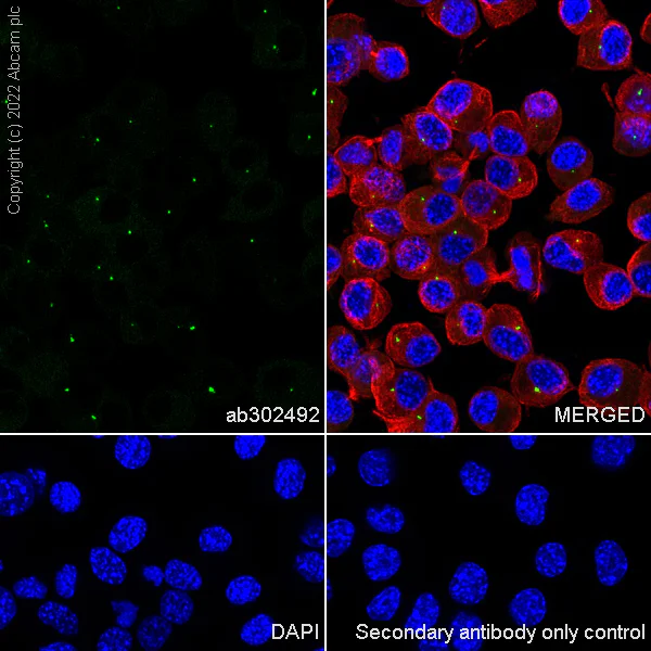 Immunocytochemistry/ Immunofluorescence - Anti-RILPL1 antibody [MJF-R41-21] (BSA and Azide free) (AB302493)