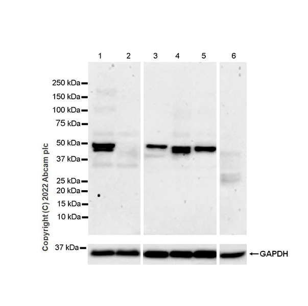 Western blot - Anti-RILPL1 antibody [MJF-R41-21] (BSA and Azide free) (AB302493)