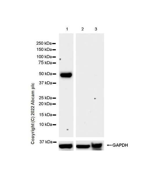 Western blot - Anti-RILPL1 antibody [MJF-R41-21] (BSA and Azide free) (AB302493)