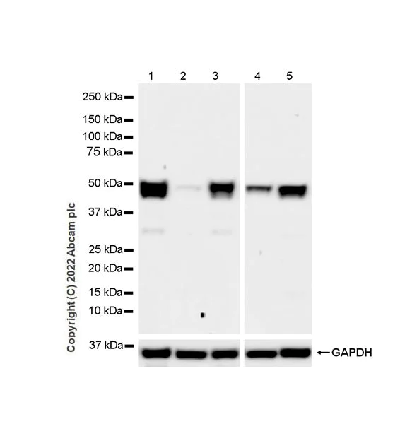 Western blot - Anti-RILPL1 antibody [MJF-R41-21] (BSA and Azide free) (AB302493)