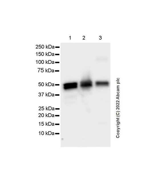 Western blot - Anti-RILPL1 antibody [MJF-R41-21] (BSA and Azide free) (AB302493)