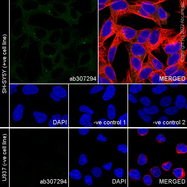 Immunocytochemistry/ Immunofluorescence - Anti-RILPL1 antibody [MJF-R41-21] - Mouse IgG2a (Chimeric) (AB307294)