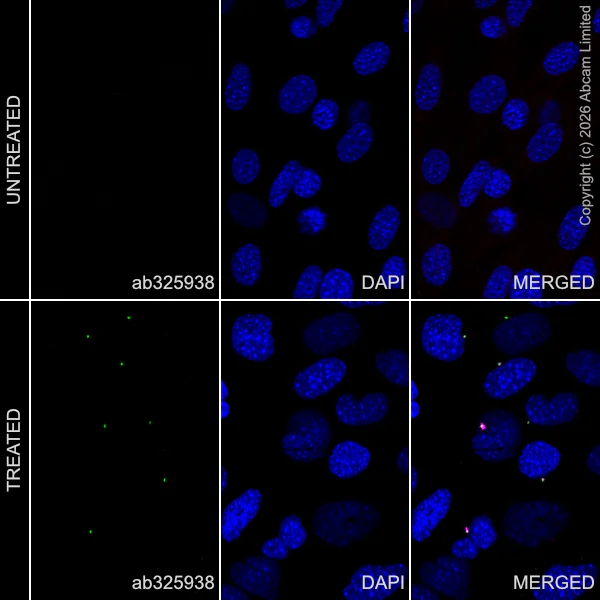 Immunocytochemistry/ Immunofluorescence - Anti-RILPL1 antibody [MJF-R41-21] - Mouse IgG2a (Chimeric) (AB307294)
