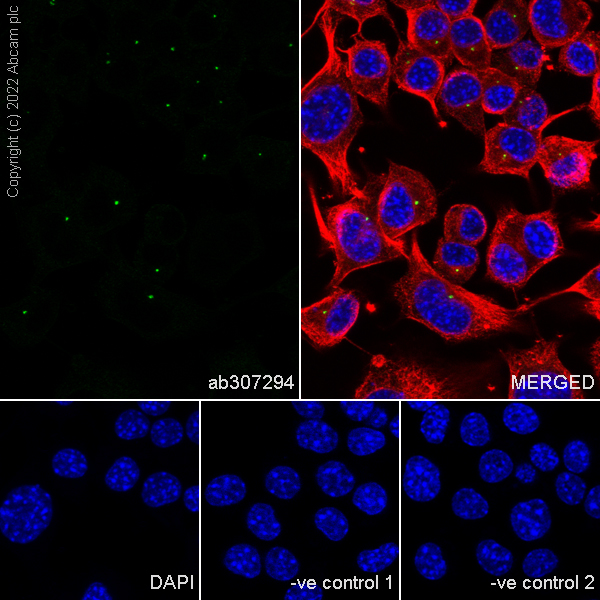 Immunocytochemistry/ Immunofluorescence - Anti-RILPL1 antibody [MJF-R41-21] - Mouse IgG2a (Chimeric) - BSA and Azide free (AB307295), expandable thumbnail