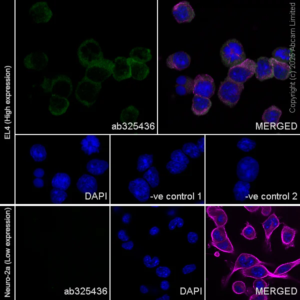Immunocytochemistry/ Immunofluorescence - Anti-RILPL2 antibody [EPR29763-69] - BSA and Azide free (AB326586)