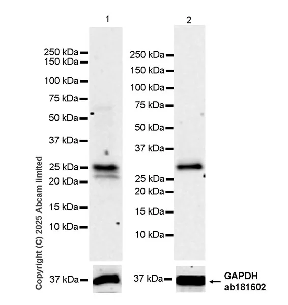 Western blot - Anti-RILPL2 antibody [EPR29763-69] - BSA and Azide free (AB326586)