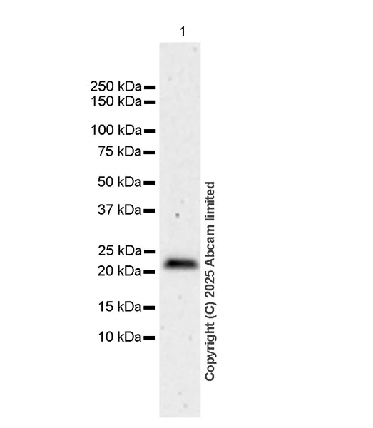 Western blot - Anti-RILPL2 antibody [MJF-D29763-158] (AB325138)
