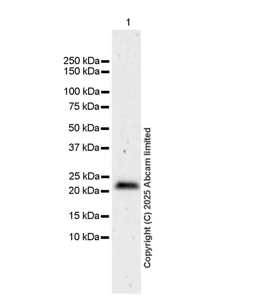 Western blot - Anti-RILPL2 antibody [MJF-D29763-158] - BSA and Azide free (AB326585)