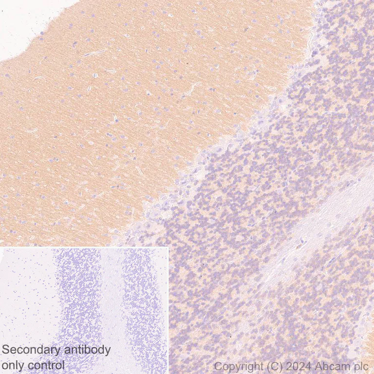 Immunohistochemistry (Formalin/PFA-fixed paraffin-embedded sections) - Anti-RIM1 antibody [EPR29131-30] (AB317450)