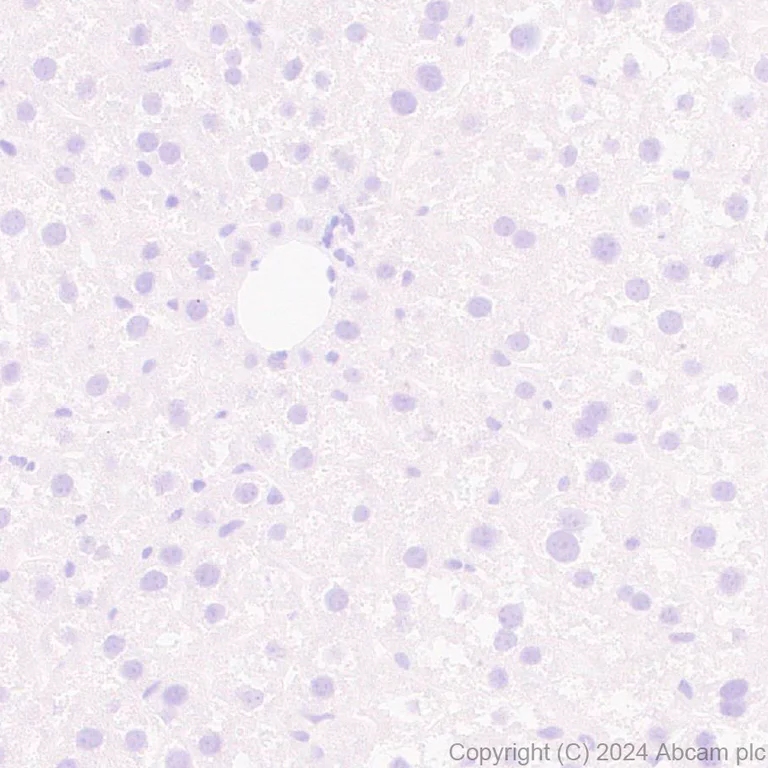 Immunohistochemistry (Formalin/PFA-fixed paraffin-embedded sections) - Anti-RIM1 antibody [EPR29131-30] (AB317450)