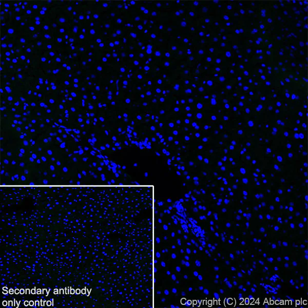 Immunohistochemistry (Frozen sections) - Anti-RIM1 antibody [EPR29131-30] (AB317450)