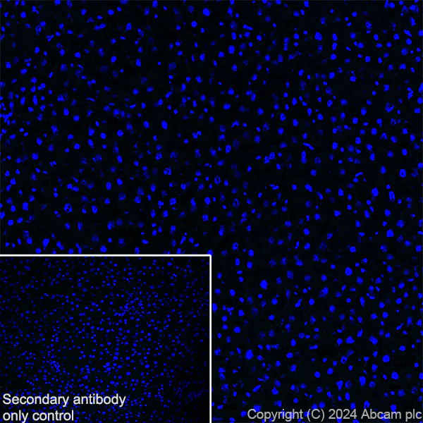Immunohistochemistry (Frozen sections) - Anti-RIM1 antibody [EPR29131-30] (AB317450)