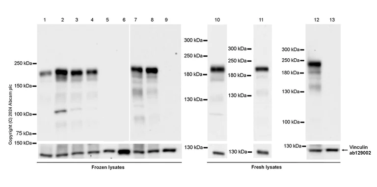 Western blot - Anti-RIM1 antibody [EPR29131-30] (AB317450)