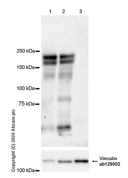 Western blot - Anti-RIM1 antibody [EPR29131-30] (AB317450)