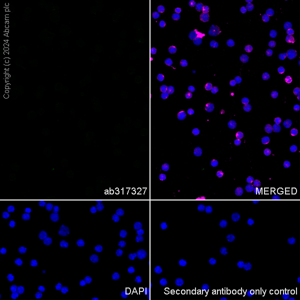 Immunocytochemistry/ Immunofluorescence - Anti-RIM1 antibody [EPR29131-34] - BSA and Azide free (ab317328), expandable thumbnail