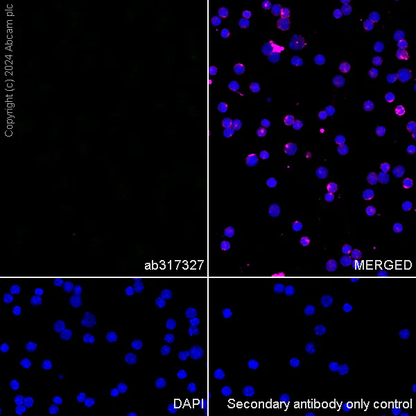 Immunocytochemistry/ Immunofluorescence - Anti-RIM1 antibody [EPR29131-34] - BSA and Azide free (AB317328)