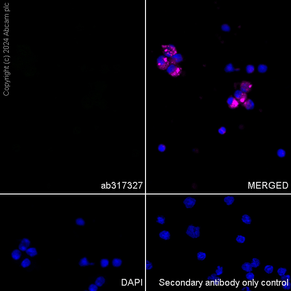 Immunocytochemistry/ Immunofluorescence - Anti-RIM1 antibody [EPR29131-34] - BSA and Azide free (ab317328), expandable thumbnail