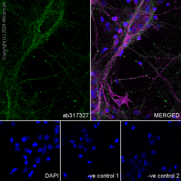 Immunocytochemistry/ Immunofluorescence - Anti-RIM1 antibody [EPR29131-34] - BSA and Azide free (AB317328), expandable thumbnail