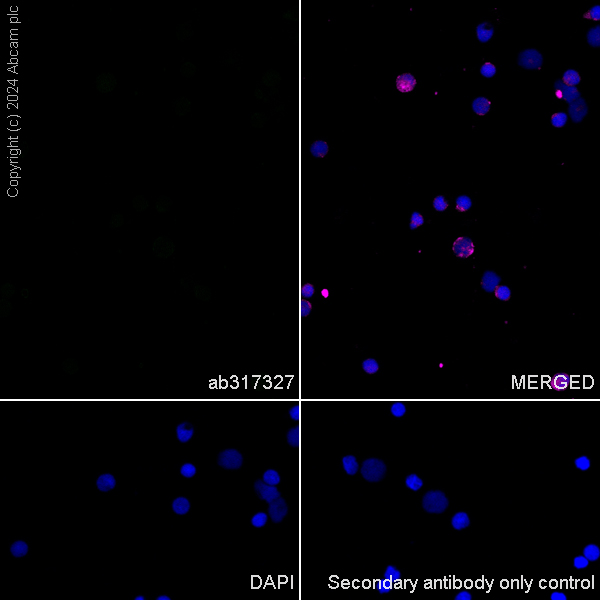 Immunocytochemistry/ Immunofluorescence - Anti-RIM1 antibody [EPR29131-34] - BSA and Azide free (AB317328), expandable thumbnail