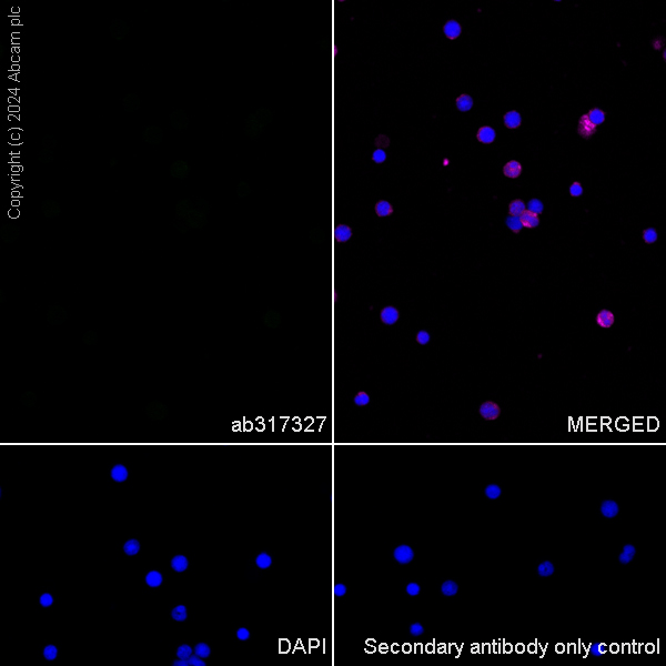 Immunocytochemistry/ Immunofluorescence - Anti-RIM1 antibody [EPR29131-34] - BSA and Azide free (AB317328), expandable thumbnail