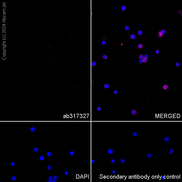 Immunocytochemistry/ Immunofluorescence - Anti-RIM1 antibody [EPR29131-34] - BSA and Azide free (AB317328)