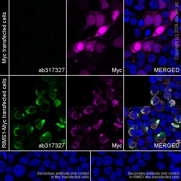 Immunocytochemistry/ Immunofluorescence - Anti-RIM1 antibody [EPR29131-34] - BSA and Azide free (AB317328), expandable thumbnail