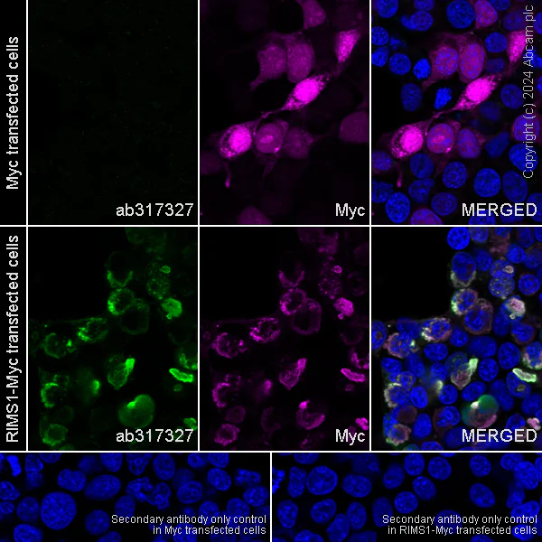 Immunocytochemistry/ Immunofluorescence - Anti-RIM1 antibody [EPR29131-34] - BSA and Azide free (AB317328)
