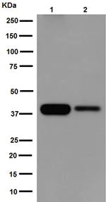 Western blot - Anti-RIMS3 antibody [EPR10117(2)] (AB192602)